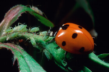Ladybug, Coccinella 7-punctata, devouring an aphid, Macrosiphum rosae (Aphididae). (Seven-spot Ladybird). Coccinella septempunctata preying at Rose aphids - Macrosiphum rosae (Aphididae