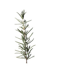 Obraz premium twig of rosemary
