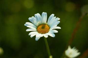 Obraz premium White chamomile flower in the meadow. Beauty of nature. Summer chamomile close-up. 