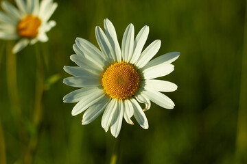 Fototapeta premium White chamomile flower in the meadow. Beauty of nature. Summer chamomile close-up. 