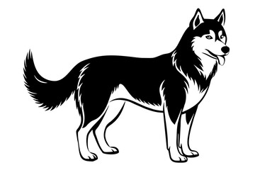 husky vector illustration