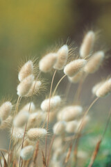 Obraz premium Sweet grass flowers of Lagurus Ovatus under a warm sunset and wind. Porto Ferro, Alghero, Sassari, Sardinia, Italy