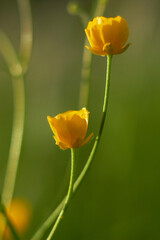 Yellow buttercup flower. Small spring wildflowers.
