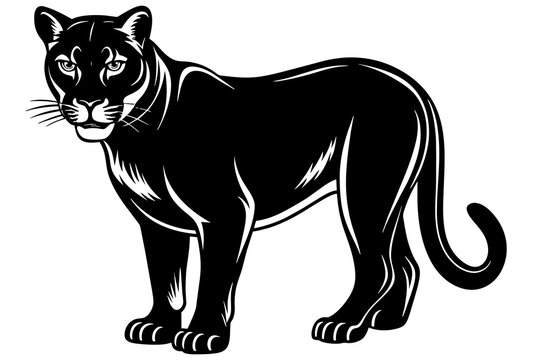 cougar vector illustration