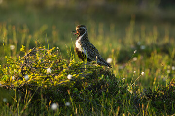 European golden plover standing in a summery bog during golden hour in Riisitunturi National Park, Northern Finland	