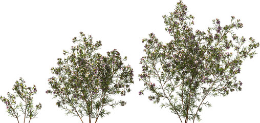 flower australian waxflower shrub hq arch viz cutout plants - obrazy, fototapety, plakaty