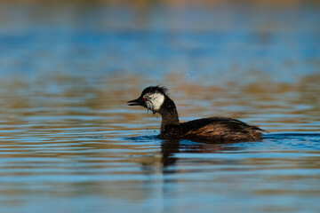 White tufted Grebe, La Pampa Province, Patagonia, Argentina