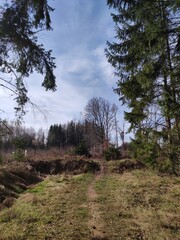 Frühling wird es im Wald - 759190128