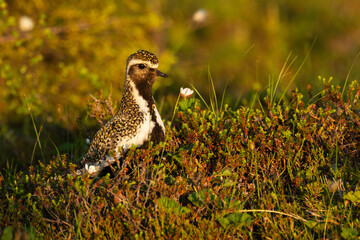 Closeup of an European golden plover standing in a summery bog during golden hour in Riisitunturi National Park, Northern Finland	