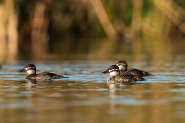  Lake Duck in Pampas Lagoon environment, La Pampa Province, Patagonia , Argentina.