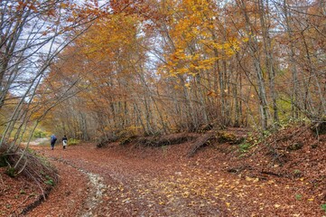 A path through the forest full of colors in autumn on Jablanica mountain
