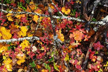Cloudberry and Dwarf cornel leaves during an autumn foliage in Salla National Park, Northern Finland	