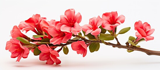 A vibrant branch of magenta flowers with green leaves, set against a crisp white background,...