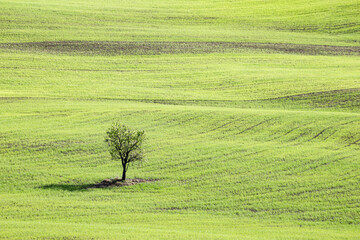 Isolated tree in the middle of a green, wavy field in Tuscany, Italy, during spring - 759197140