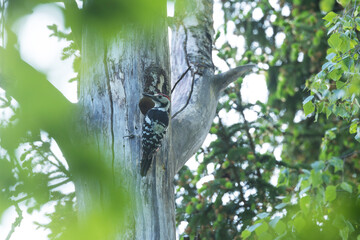 Male White-backed woodpecker bringing food to offspring in a springtime boreal forest in Estonia,...