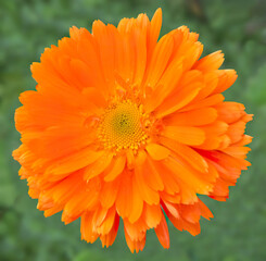 Garden marigold, an orange medicinal flower. Object fresh full-flowered marigold, frontal...
