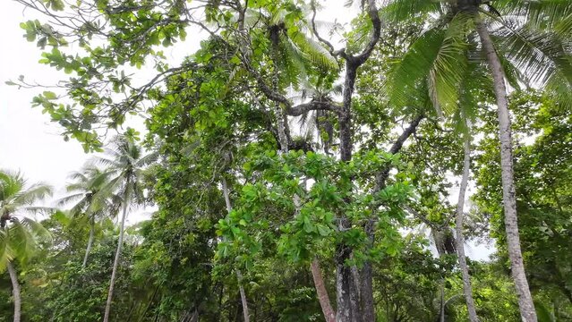 Camera pans slowly over a lush landscape of trees and palm trees. The sun casts warm light through the dense canopy.
