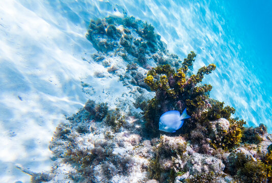 Blue Fish Underwater and Snorkeling in the Ocean