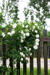 flowers in the garden