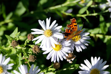 Comma butterfly (Polygonia c-album) perched on a daisy in Zurich, Switzerland