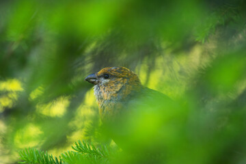 Close-up of a female Pine grosbeak in the middle of green Spruce branches in an old-growth forest of Valtavaara near Kuusamo, Northern Finland