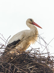 white stork in nest