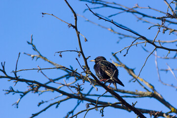 starling bird on a branch