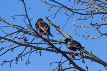 starling bird on a branch