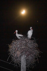 stork in nest