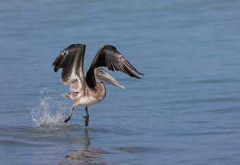 A pelican flying over the sea in Montserrat in the Caribbean 