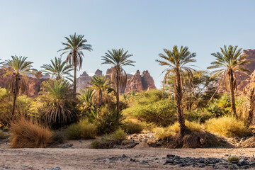 Fototapeta na wymiar Palms in Wadi Disah canyon, Saudi Arabia