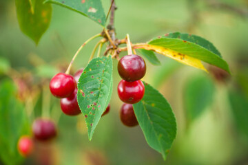 cherries on the tree