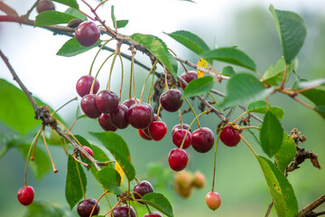 cherries on a branch