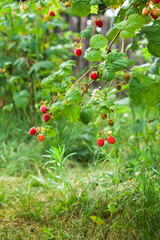 raspberry bushes