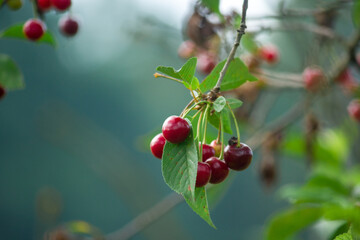 red cherries on a tree