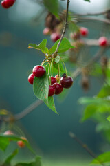 red berries of a cherry
