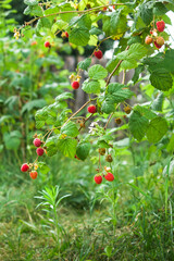 raspberry bushes