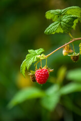 raspberry on a bush