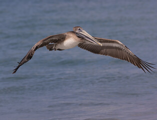 Fototapeta na wymiar A pelican flying over the sea in Montserrat in the Caribbean 