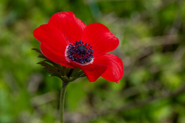 Beautiful wild red Anemones growing in wooded areas and open meadows in Israel
