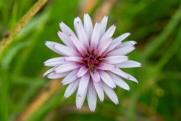 Fototapeta premium Oriental Viper's Grass beautiful pink wildflower growing in Israel. 