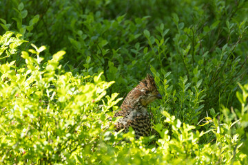 Female Hazel grouse walking in the middle of lush and green Wild blueberry shrubs on a summer day...