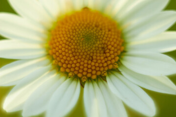 White chamomile flower in the meadow. Beauty of nature. Summer chamomile close-up.
