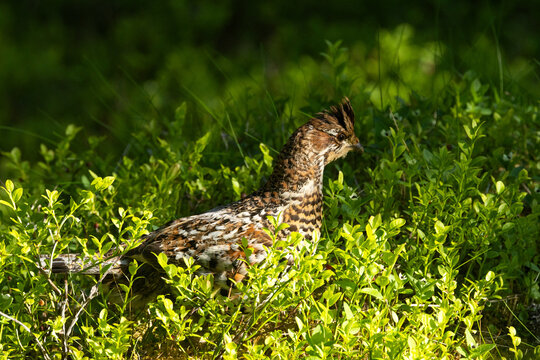 Female Hazel grouse walking in the middle of lush and green Wild blueberry shrubs on a summer day in an old-growth forest of Valtavaara near Kuusamo, Northern Finland	