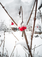 viburnum in the snow