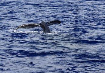 Diving Humpback Whale Tail in the waters off the coast of Maui Hawaii in Maalaea Bay