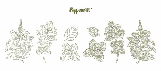 mint leaf vector Vector drawing of mint leaves. Medical mint flowers and leaves - obrazy, fototapety, plakaty