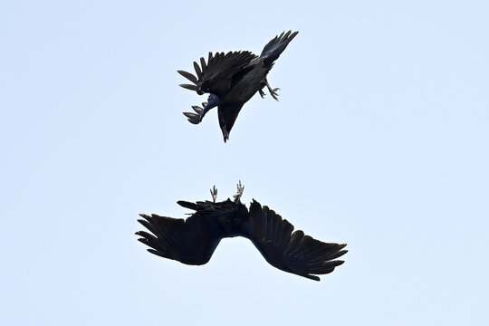 Ravens (Corvus corax) play in a warm spring updraft.