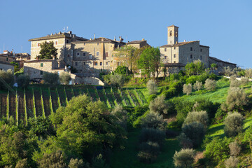 Fototapeta na wymiar Olivenbaum, Castelnuovo dell'abate, Toskana, Italien
