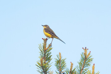 Small Yellow wagtail standing on top of a Pine tree on a summer evening near Kuusamo, Northern Finland